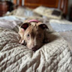 Meet your Posher, Natalie